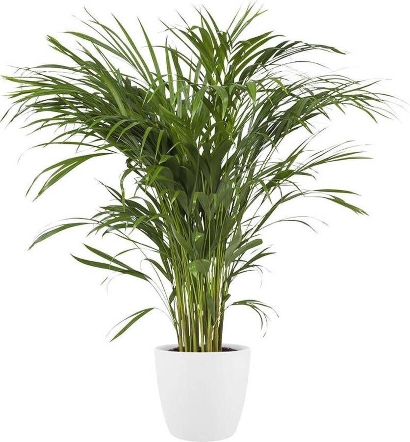 BOTANICLY Kamerplant van – Goudpalm incl. sierpot wit als set – Hoogte: 130 cm – Areca dypsis lutescens