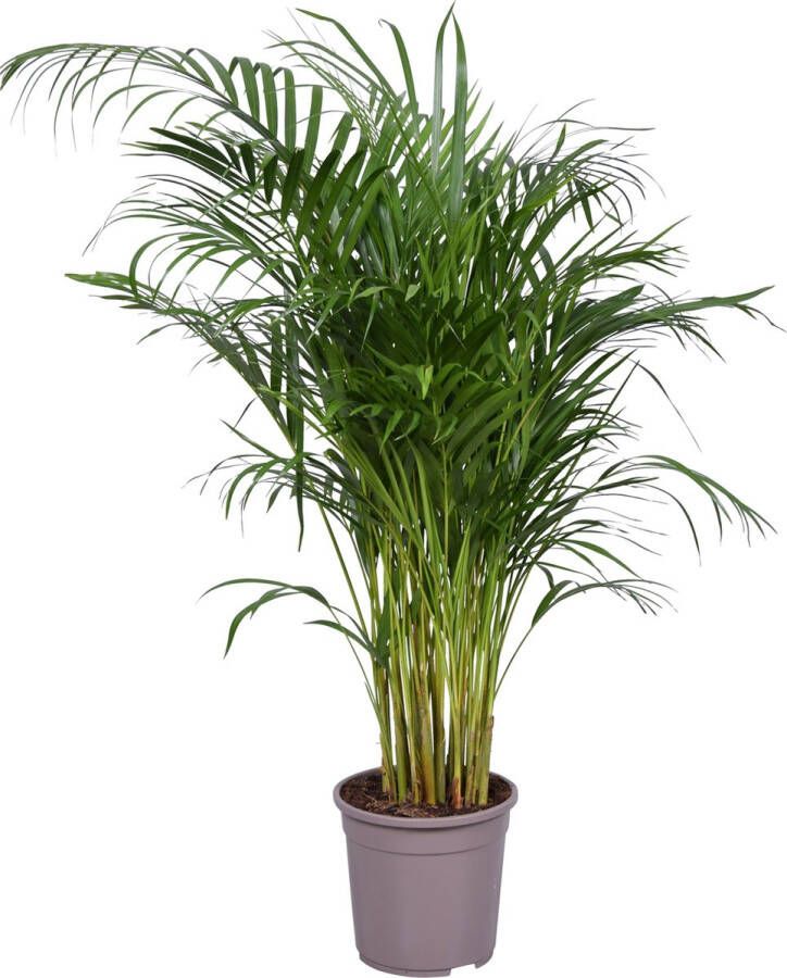 BOTANICLY Kamerplant van – Goudspalm – Hoogte: 130 cm – Dypsis lutescens