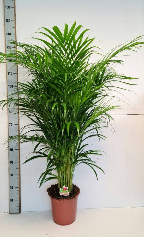 BOTANICLY Kamerplant van – Goudspalm – Hoogte: 140 cm – Dypsis lutescens