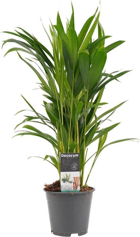 BOTANICLY Kamerplant van – Goudspalm – Hoogte: 50 cm – Dypsis lutescens