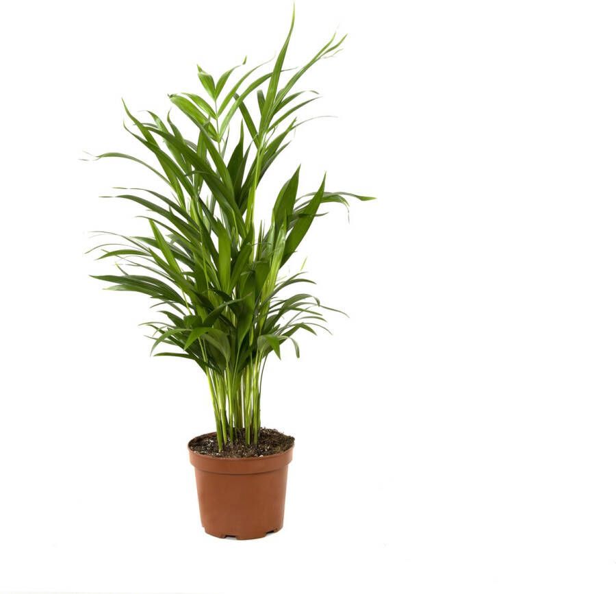 BOTANICLY Kamerplant van – Goudspalm – Hoogte: 75 cm – Dypsis lutescens