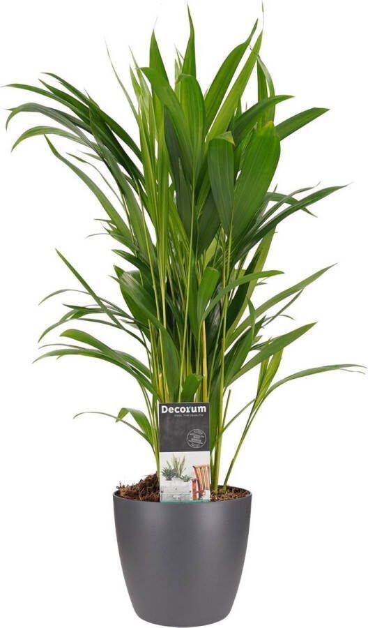 BOTANICLY Kamerplant van – Goudspalm incl. sierpot antraciet als set – Hoogte: 50 cm – Dypsis lutescens