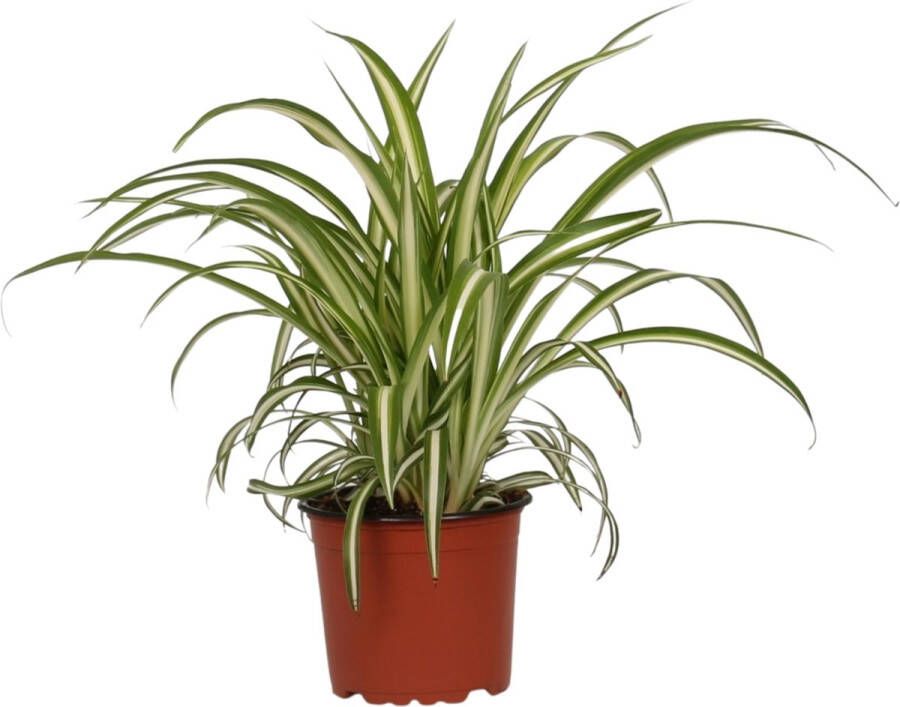 BOTANICLY Kamerplant van – Graslelie – Hoogte: 25 cm – Chlorophytum comosum