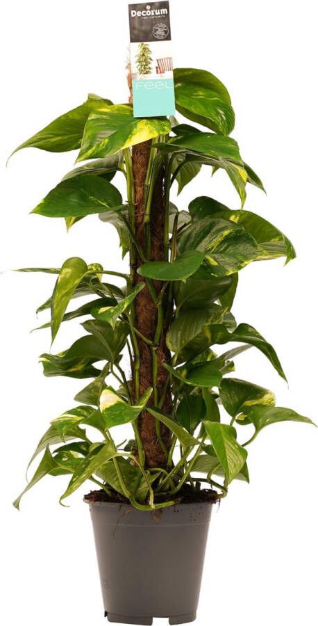 BOTANICLY Kamerplant van – Herfstvaren – Hoogte: 80 cm – Epipremnum Aureum