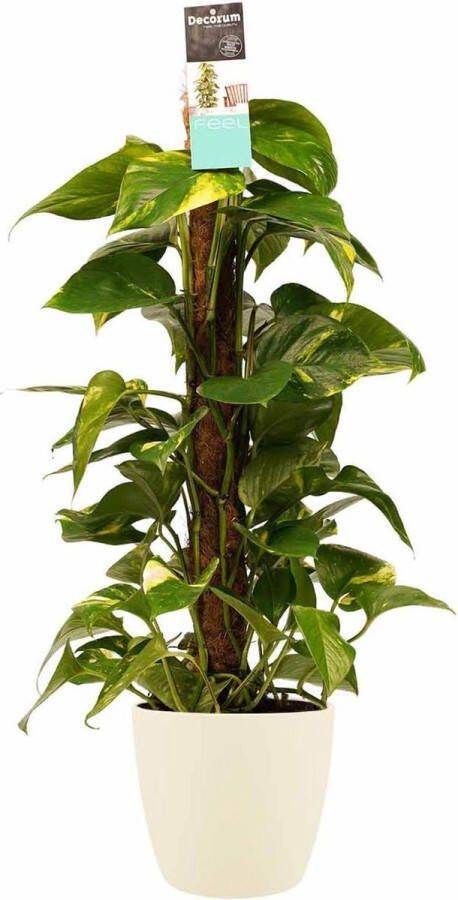 BOTANICLY Kamerplant van – Herfstvaren incl. crème kleurig sierpot als set – Hoogte: 80 cm – Epipremnum Aureum