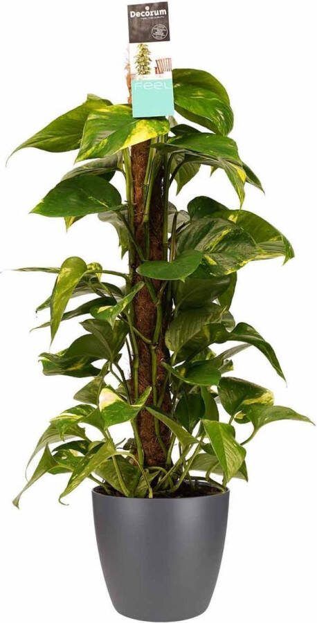 BOTANICLY Kamerplant van – Herfstvaren incl. sierpot antraciet als set – Hoogte: 80 cm – Epipremnum Aureum