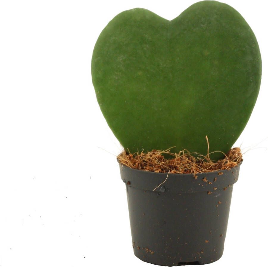 BOTANICLY Kamerplant van – Hoya Kerrii – Hoogte: 11 cm