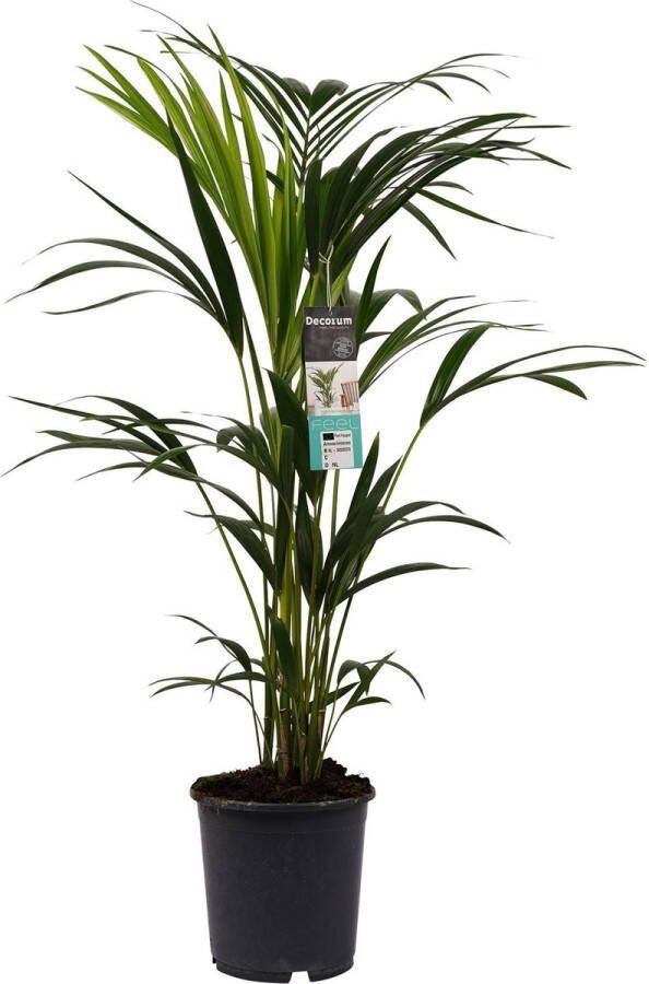 BOTANICLY Kamerplant van – Kentiapalm – Hoogte: 100 cm – Howea forsteriana Kentia