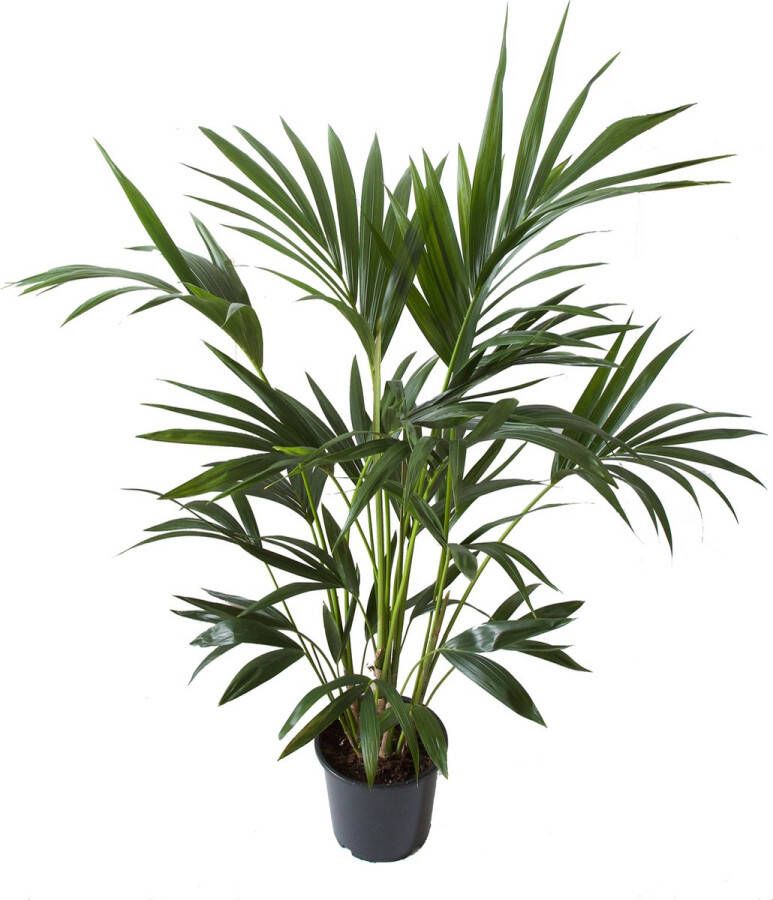 BOTANICLY Kamerplant van – Kentiapalm – Hoogte: 110 cm – Howea forsteriana Kentia