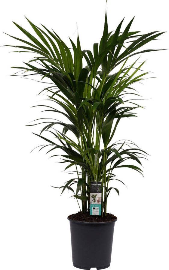 BOTANICLY Kamerplant van – Kentiapalm – Hoogte: 120 cm – Howea forsteriana Kentia