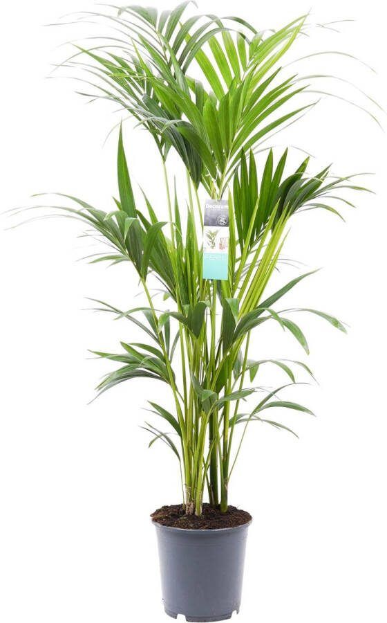 BOTANICLY Kamerplant van – Kentiapalm – Hoogte: 120 cm – Howea forsteriana Kentia