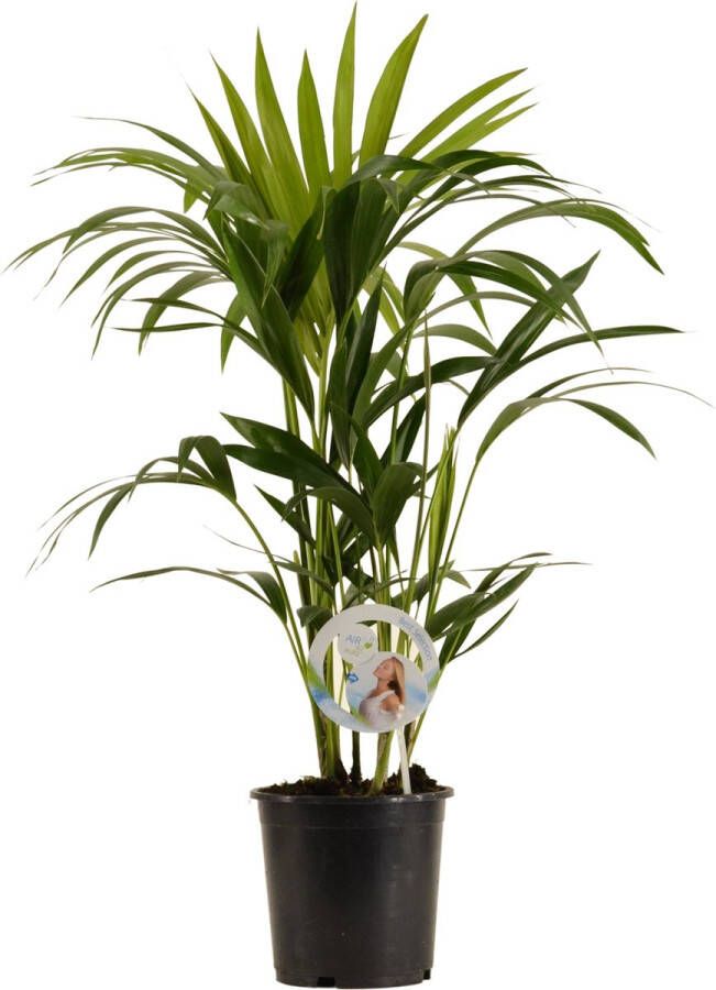 BOTANICLY Kamerplant van – Kentiapalm – Hoogte: 80 cm – Howea forsteriana Kentia