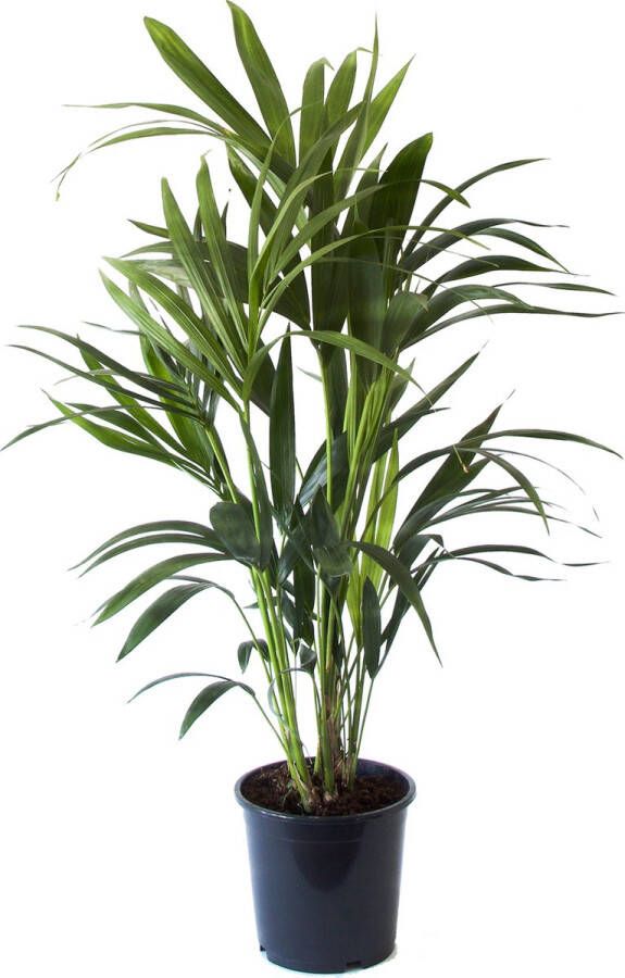 BOTANICLY Kamerplant van – Kentiapalm – Hoogte: 90 cm – Howea forsteriana Kentia