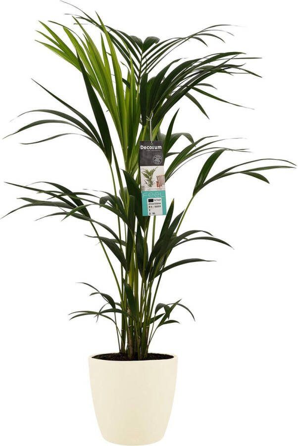 BOTANICLY Kamerplant van – Kentiapalm incl. crème kleurig sierpot als set – Hoogte: 100 cm – Howea forsteriana Kentia