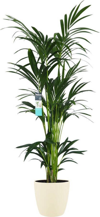 BOTANICLY Kamerplant van – Kentiapalm incl. crème kleurig sierpot als set – Hoogte: 160 cm – Howea forsteriana Kentia