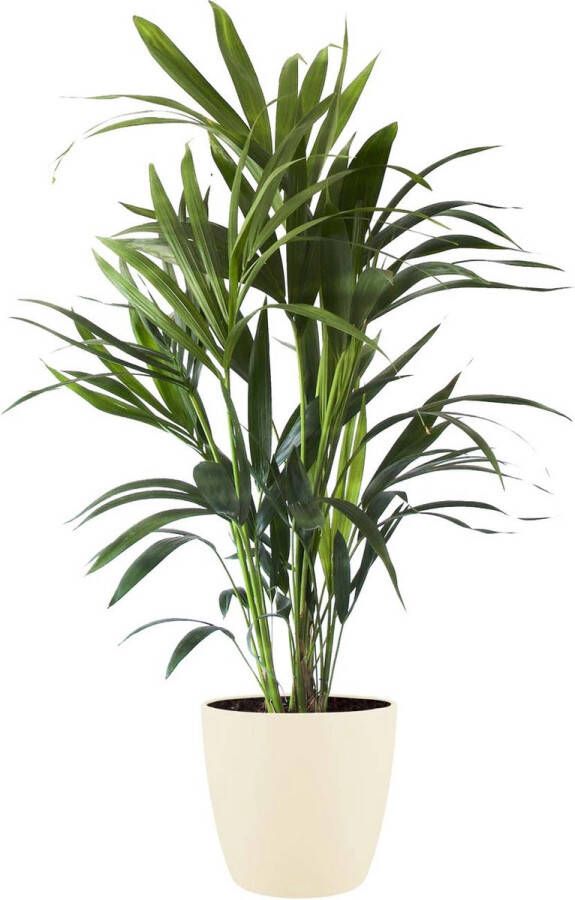 BOTANICLY Kamerplant van – Kentiapalm incl. crème kleurig sierpot als set – Hoogte: 90 cm – Howea forsteriana Kentia