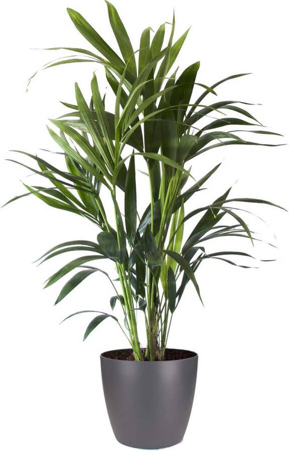 BOTANICLY Kamerplant van – Kentiapalm incl. sierpot antraciet als set – Hoogte: 90 cm – Howea forsteriana Kentia