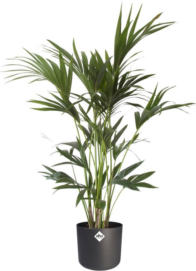 BOTANICLY Kamerplant van – Kentiapalm incl. sierpot antraciet cilindrisch als set – Hoogte: 110 cm – Howea forsteriana Kentia