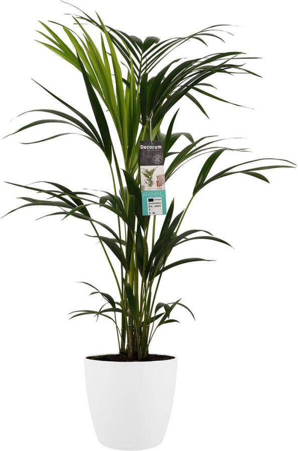 BOTANICLY Kamerplant van – Kentiapalm incl. sierpot wit als set – Hoogte: 100 cm – Howea forsteriana Kentia