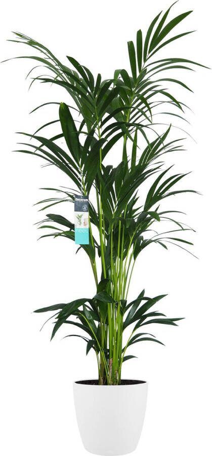 BOTANICLY Kamerplant van – Kentiapalm incl. sierpot wit als set – Hoogte: 160 cm – Howea forsteriana Kentia