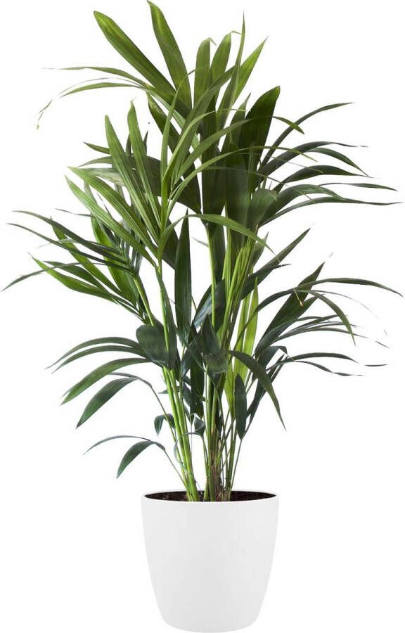 BOTANICLY Kamerplant van – Kentiapalm incl. sierpot wit als set – Hoogte: 90 cm – Howea forsteriana Kentia