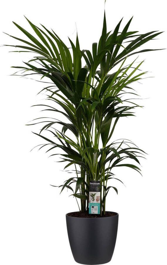 BOTANICLY Kamerplant van – Kentiapalm incl. sierpot zwart als set – Hoogte: 120 cm – Howea forsteriana Kentia