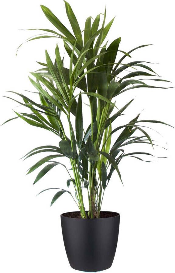 BOTANICLY Kamerplant van – Kentiapalm incl. sierpot zwart als set – Hoogte: 90 cm – Howea forsteriana Kentia