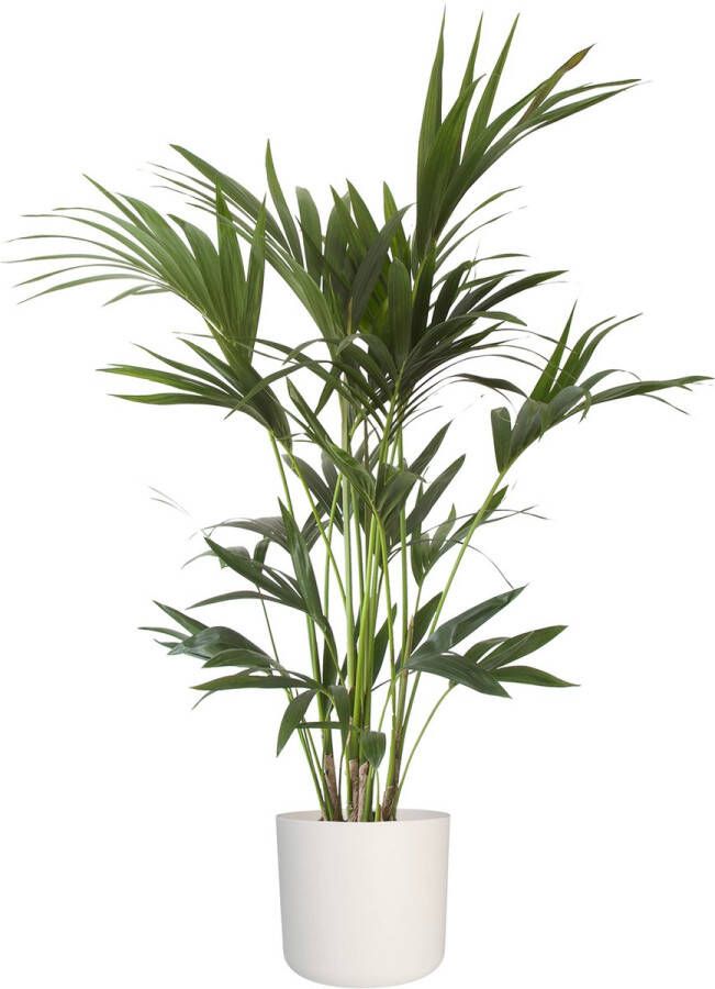 BOTANICLY Kamerplant van – Kentiapalm incl. witte cilindrische sierpot als set – Hoogte: 110 cm – Howea forsteriana Kentia