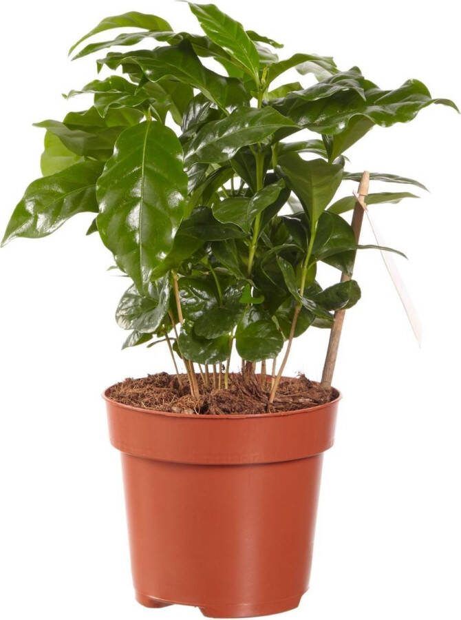 BOTANICLY Kamerplant van – Koffieplant – Hoogte: 25 cm – Coffea Arabica