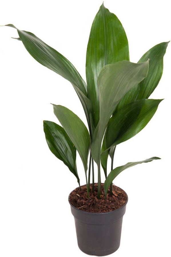 BOTANICLY Kamerplant van – Kwartjesplant – Hoogte: 65 cm – Aspidistra