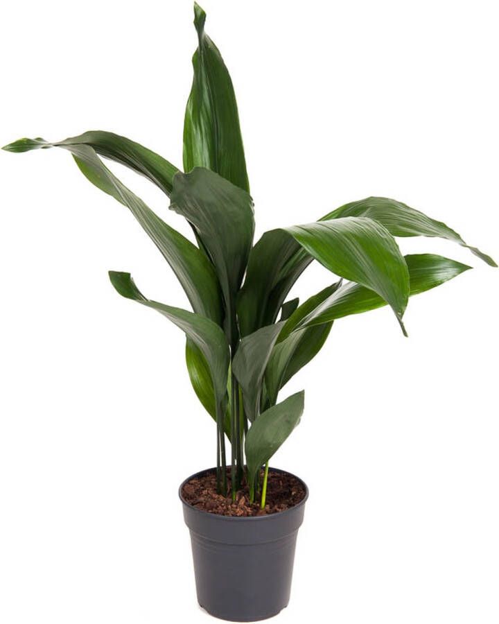 BOTANICLY Kamerplant van – Kwartjesplant – Hoogte: 80 cm – Aspidistra elatior