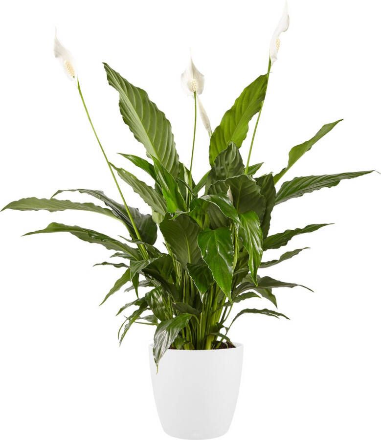 BOTANICLY Kamerplant van – Lepelplant incl. witte cilindrische sierpot als set – Hoogte: 70 cm – Spathiphyllum Vivaldi