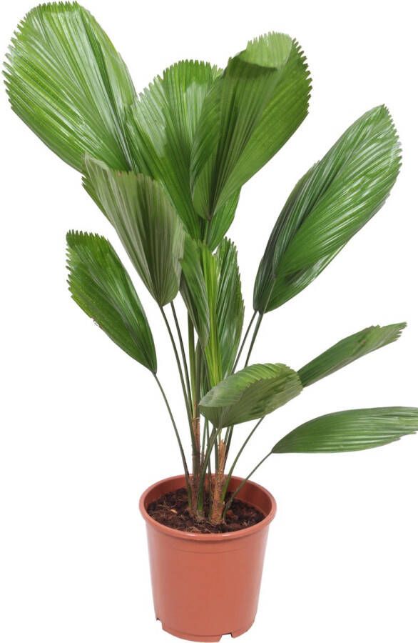 BOTANICLY Kamerplant van – Licuala grandis – Hoogte: 105 cm