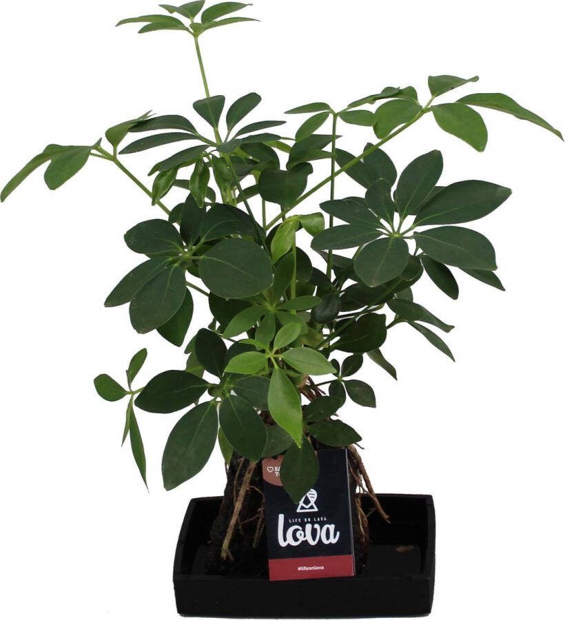 BOTANICLY Kamerplant van – Lova Schefflera in steen 'Lava 4' als set – Hoogte: 48 cm – Schefflera