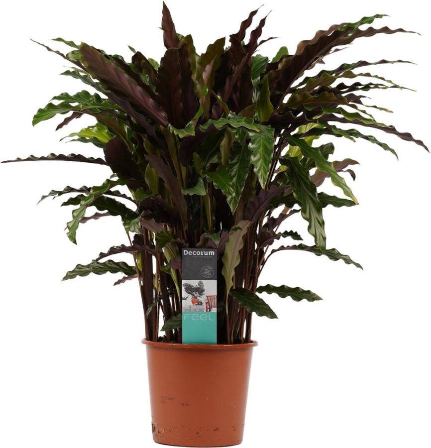 BOTANICLY Kamerplant van – Marantaceae – Hoogte: 50 cm – Calathea Elgergrass