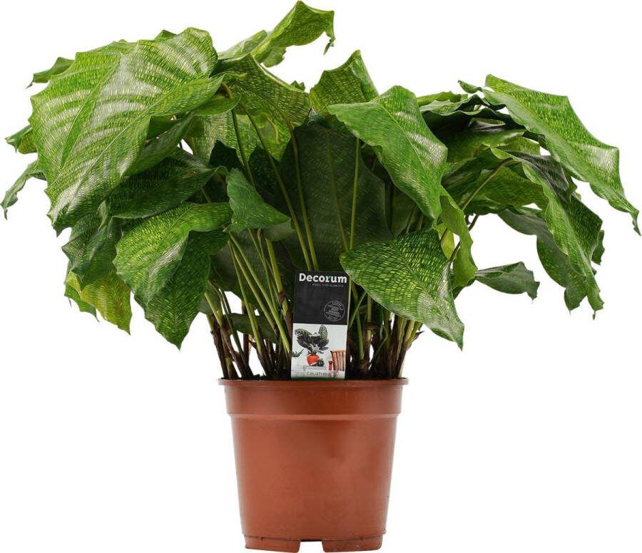 BOTANICLY Kamerplant van – Marantaceae – Hoogte: 50 cm – Calathea Musaica Network