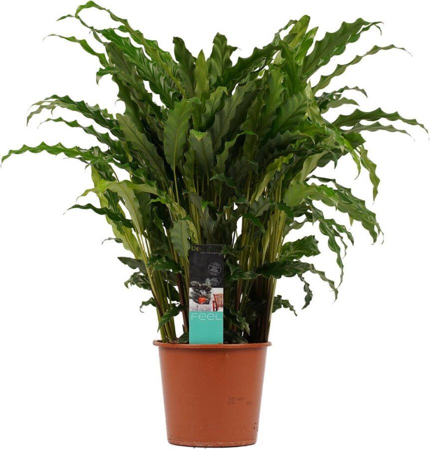 BOTANICLY Kamerplant van – Marantaceae – Hoogte: 60 cm – Calathea Bluestar