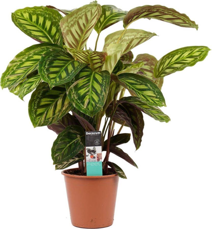 BOTANICLY Kamerplant van – Marantaceae – Hoogte: 70 cm – Calathea Flamestar