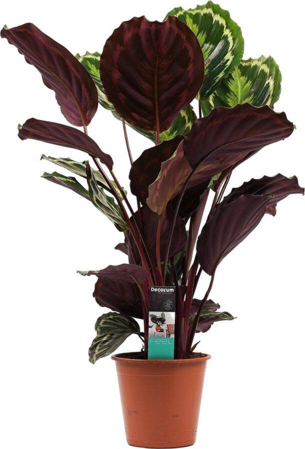 BOTANICLY Kamerplant van – Marantaceae – Hoogte: 70 cm – Calathea Medaillon