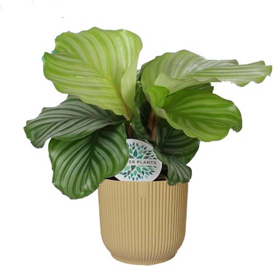 BOTANICLY Kamerplant van – Marantaceae in beige ELHO plastic pot als set – Hoogte: 45 cm – Calathea orbifolia