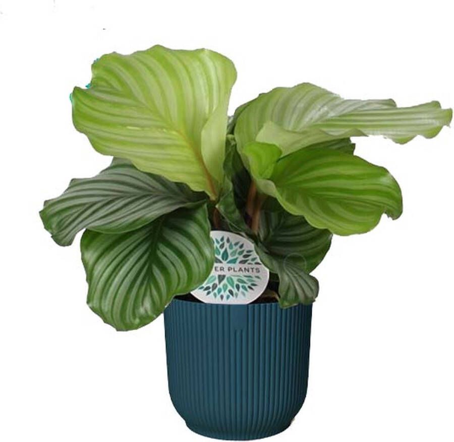 BOTANICLY Kamerplant van – Marantaceae in blauw ELHO plastic pot als set – Hoogte: 45 cm – Calathea orbifolia