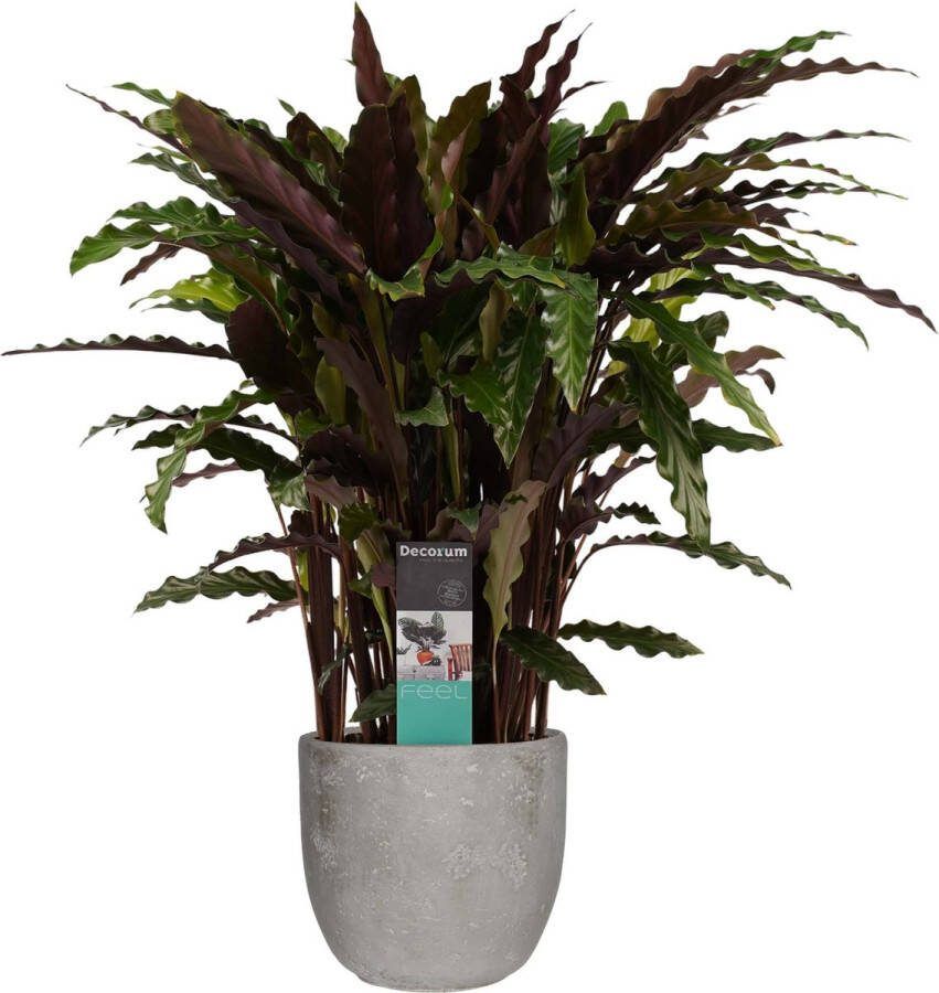 BOTANICLY Kamerplant van – Marantaceae in grijs Keramisch pot 'MICA' als set – Hoogte: 50 cm – Calathea Elgergrass