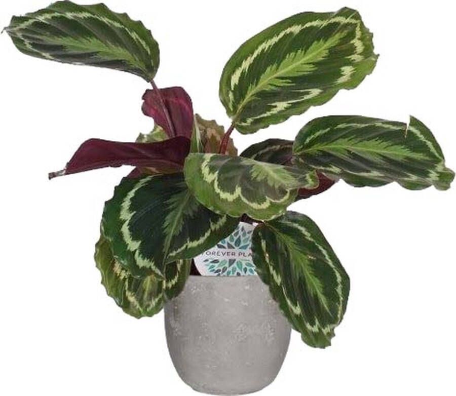 BOTANICLY Kamerplant van – Marantaceae in grijs Keramisch pot 'MICA' als set – Hoogte: 60 cm – Calathea Medaillon