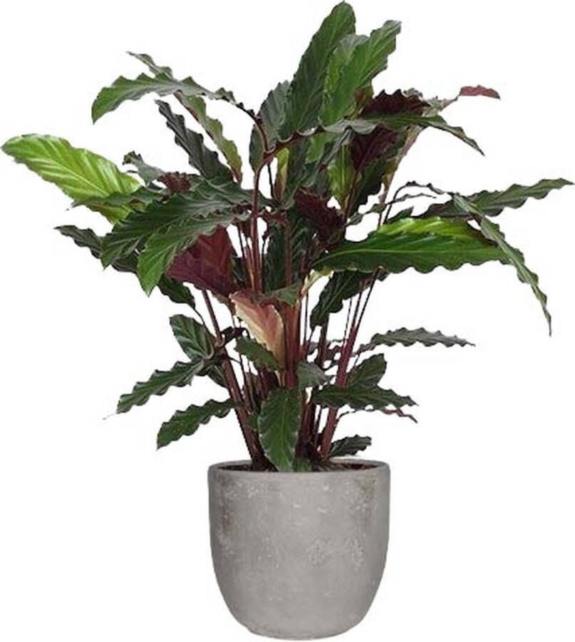 BOTANICLY Kamerplant van – Marantaceae in grijs Keramisch pot 'MICA' als set – Hoogte: 60 cm – Calathea Rufibarba