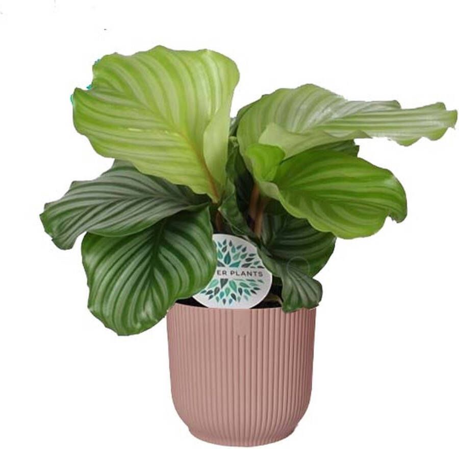 BOTANICLY Kamerplant van – Marantaceae in roze ELHO plastic pot als set – Hoogte: 45 cm – Calathea orbifolia