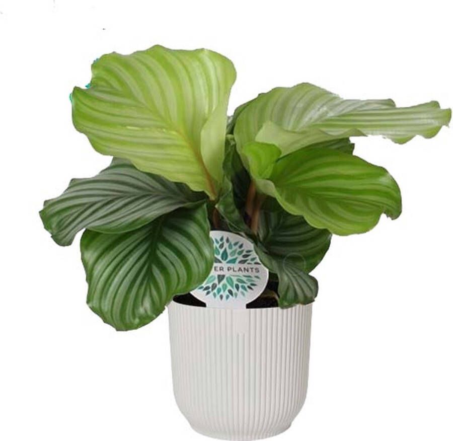 BOTANICLY Kamerplant van – Marantaceae in witte ELHO plastic pot als set – Hoogte: 45 cm – Calathea orbifolia