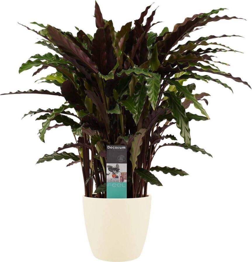 BOTANICLY Kamerplant van – Marantaceae incl. crème kleurig sierpot als set – Hoogte: 50 cm – Calathea Elgergrass