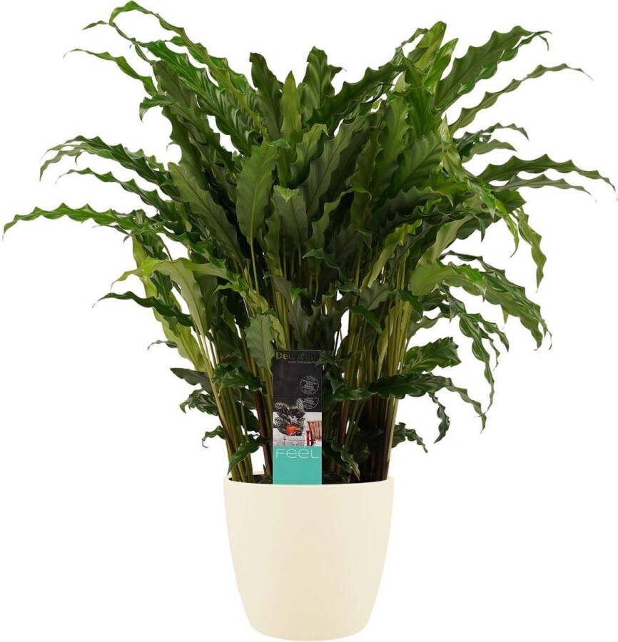 BOTANICLY Kamerplant van – Marantaceae incl. crème kleurig sierpot als set – Hoogte: 60 cm – Calathea Bluestar