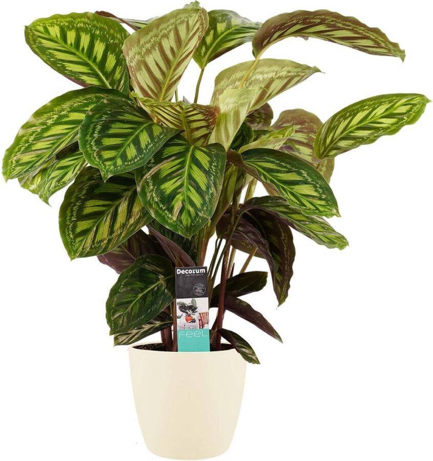 BOTANICLY Kamerplant van – Marantaceae incl. crème kleurig sierpot als set – Hoogte: 70 cm – Calathea Flamestar