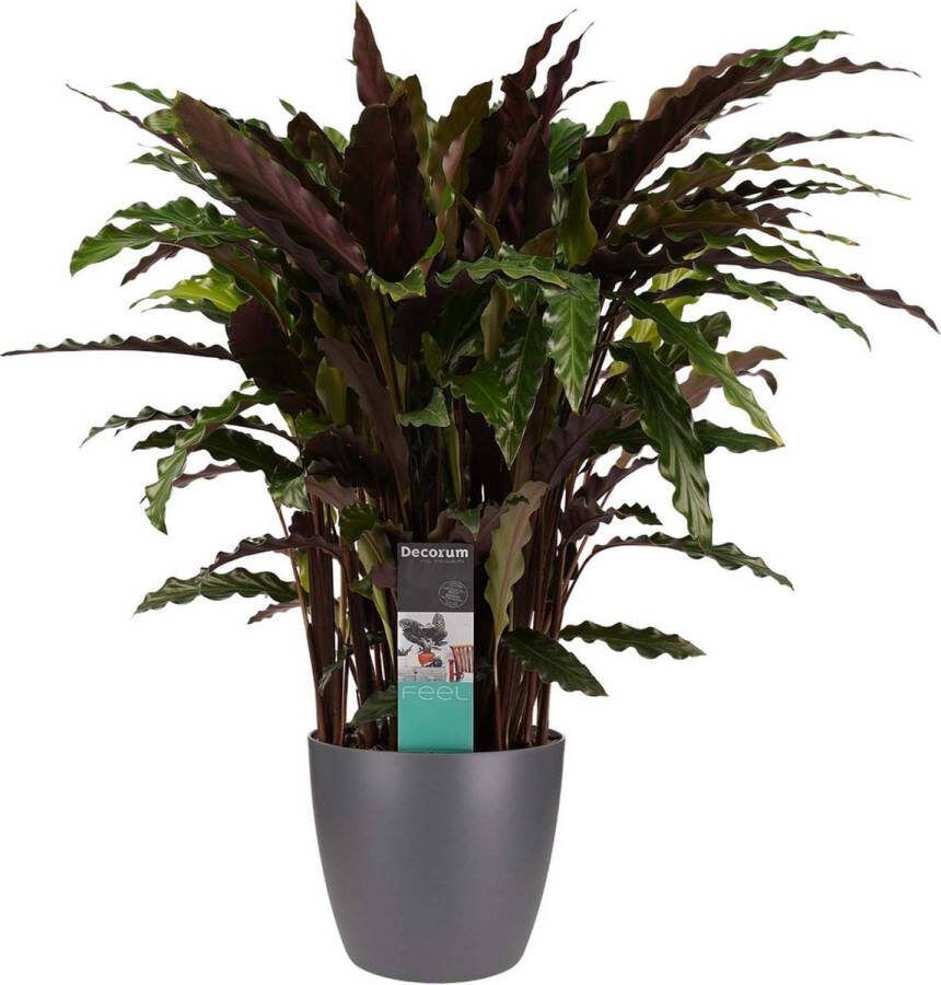 BOTANICLY Kamerplant van – Marantaceae incl. sierpot antraciet als set – Hoogte: 50 cm – Calathea Elgergrass